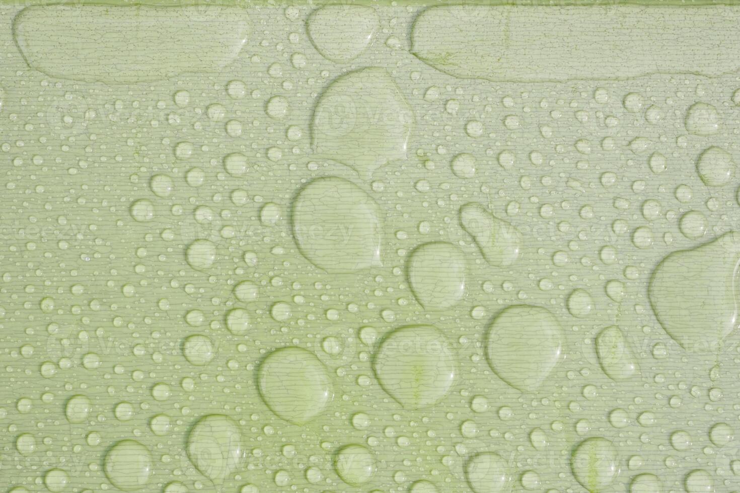 Water droplets on a smooth green surface after rain photo