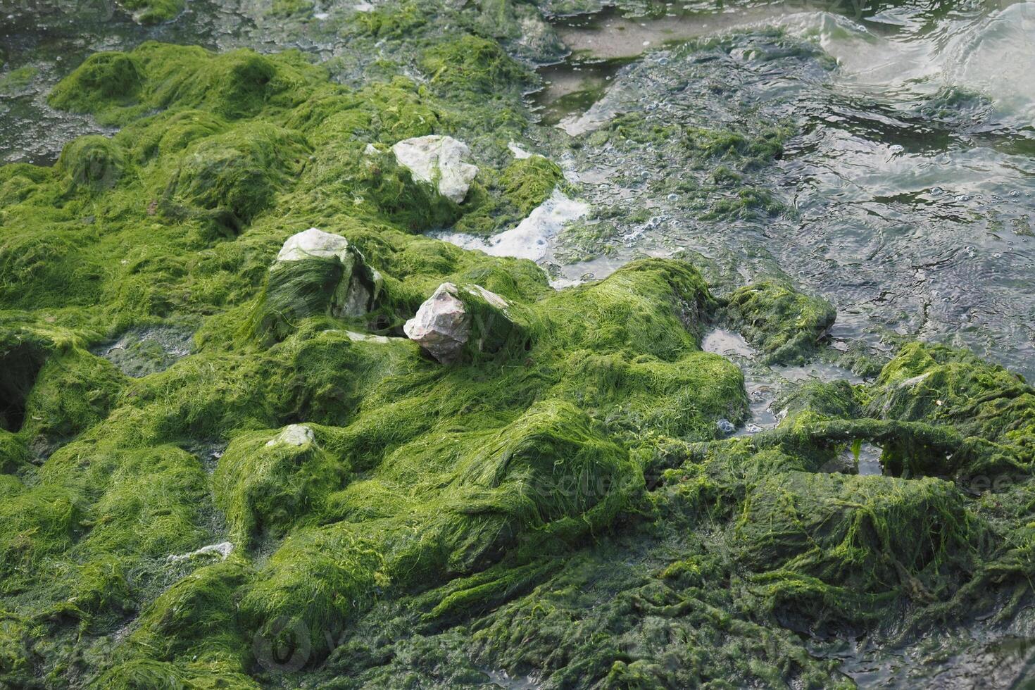 Green algae carpets rocky shore by calm waters photo