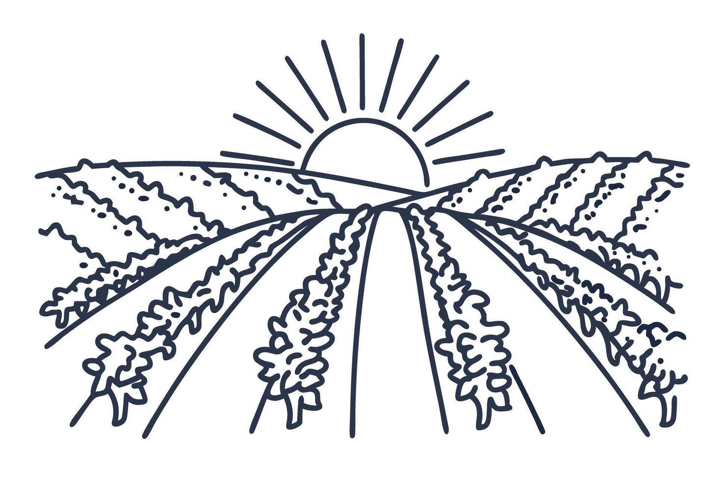 Vineyard landscape illustration with sunrise rows of grapevines, sun rays, agricultural scenery, rural farm field vector