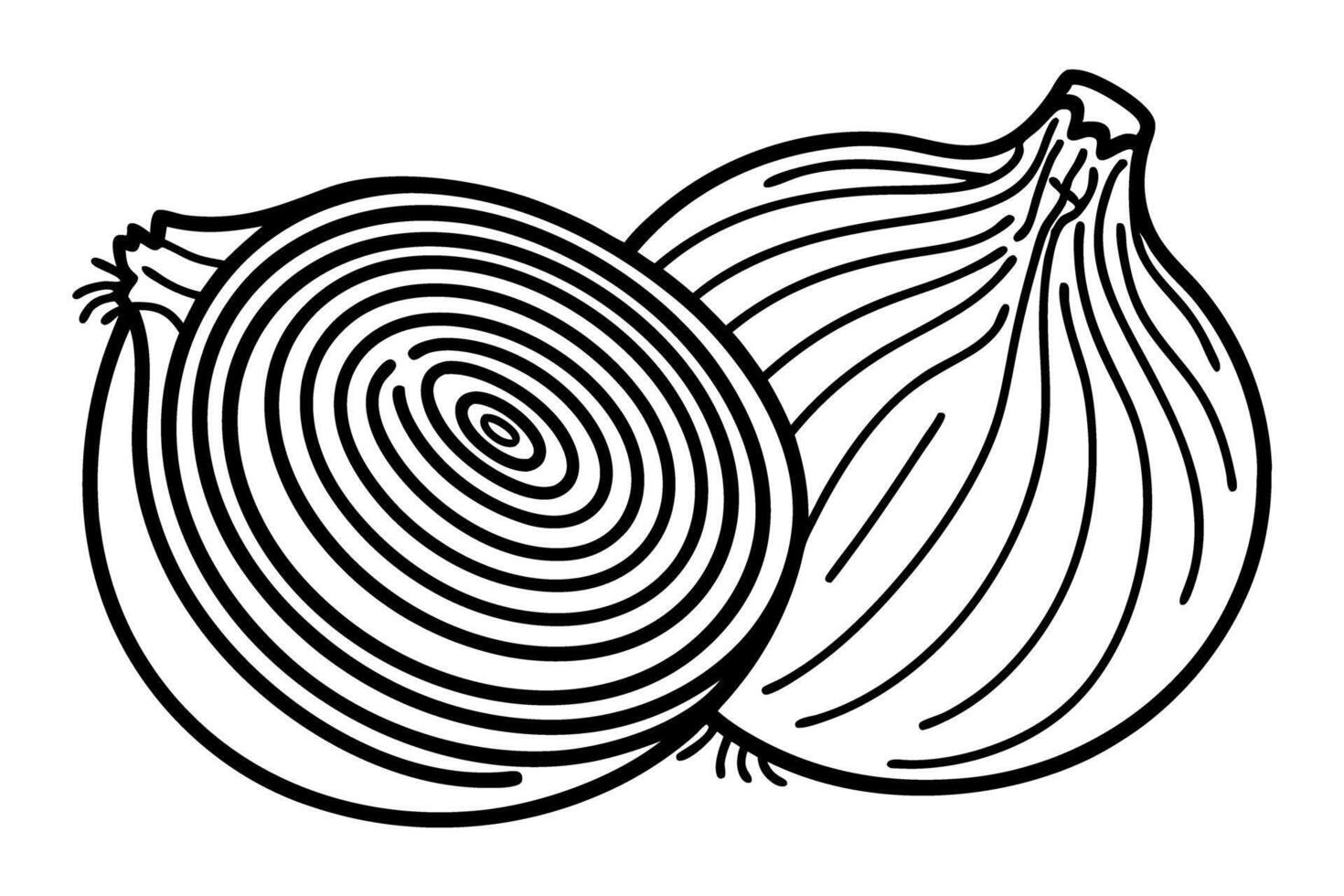 Whole and sliced onion illustration, detailed black line drawing of vegetable cross section for culinary or recipe design vector