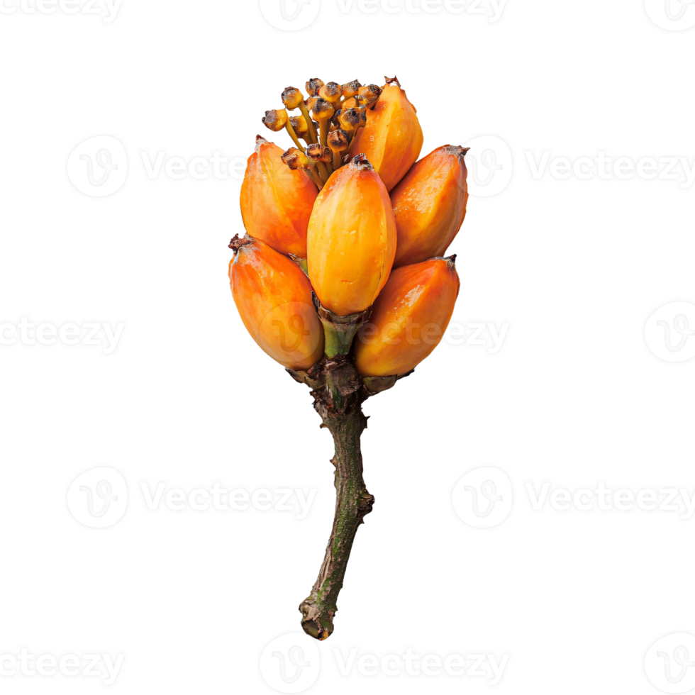 Simple and fresh papaya on isolated backdrop png