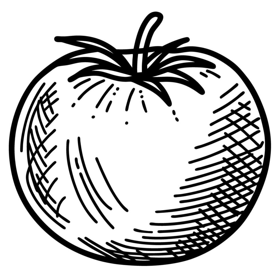 Hand drawn tomato illustration black and white sketch with detailed lines and shading, fresh vegetable concept vector