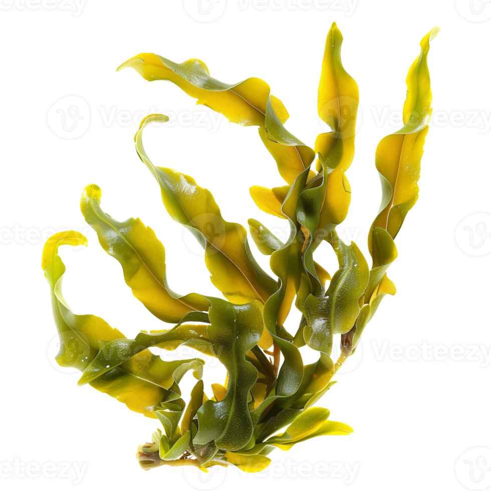 Fresh seaweed algae isolated on transparent background png