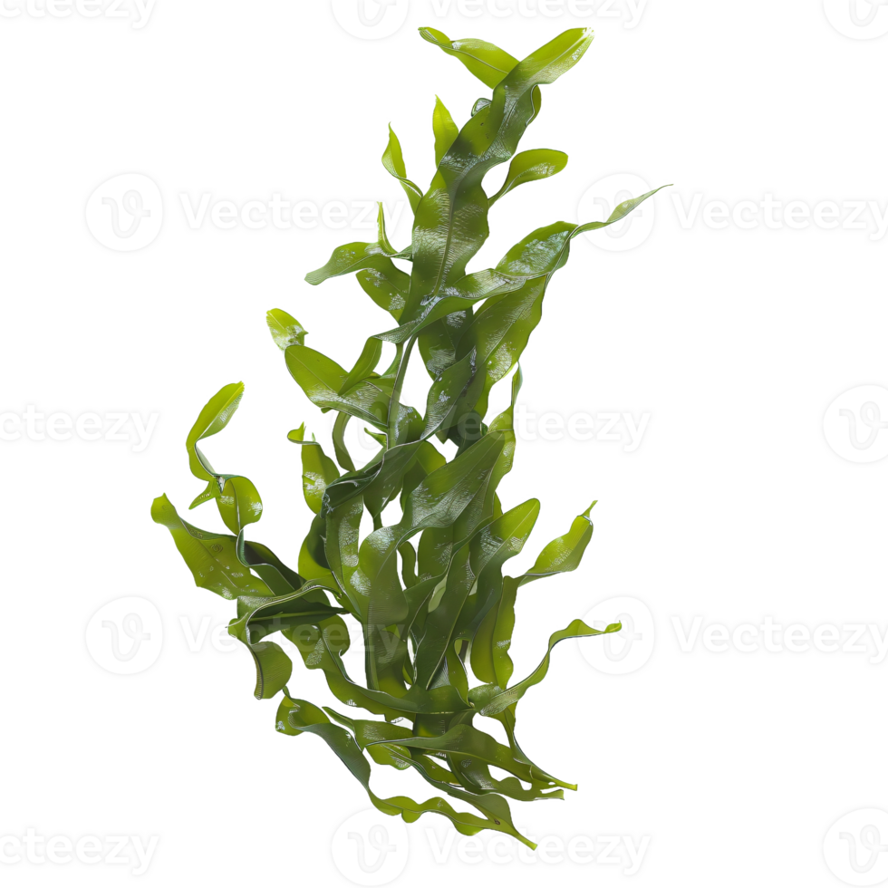 Marine algae displayed on a transparent surface png