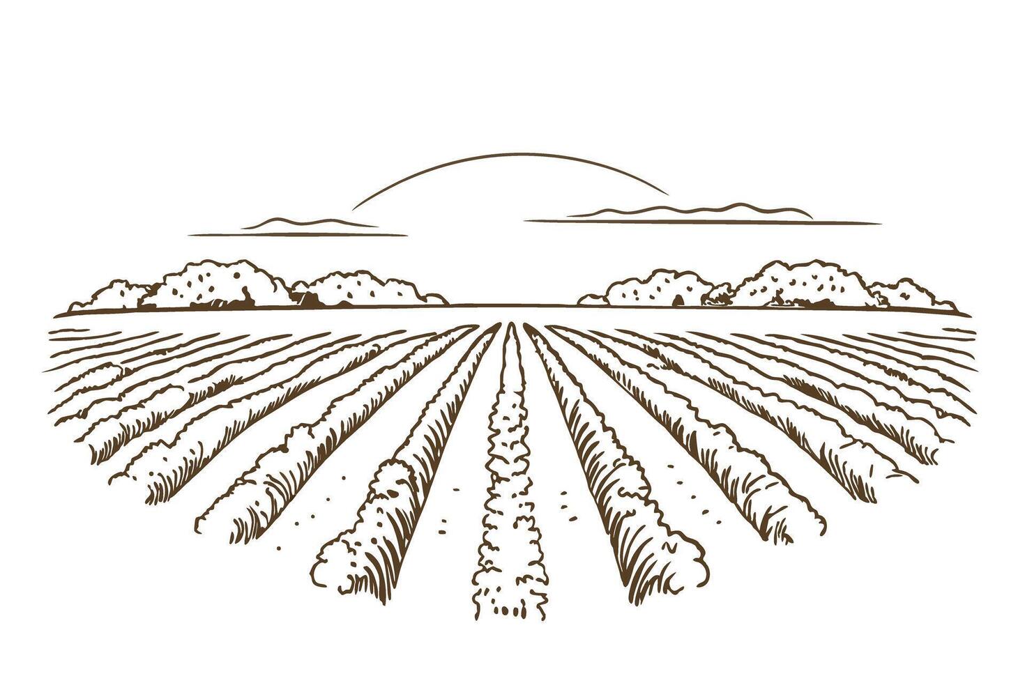 Sunrise over cultivated agricultural field with neat furrows and distant bushes, hand drawn rural landscape illustration vector
