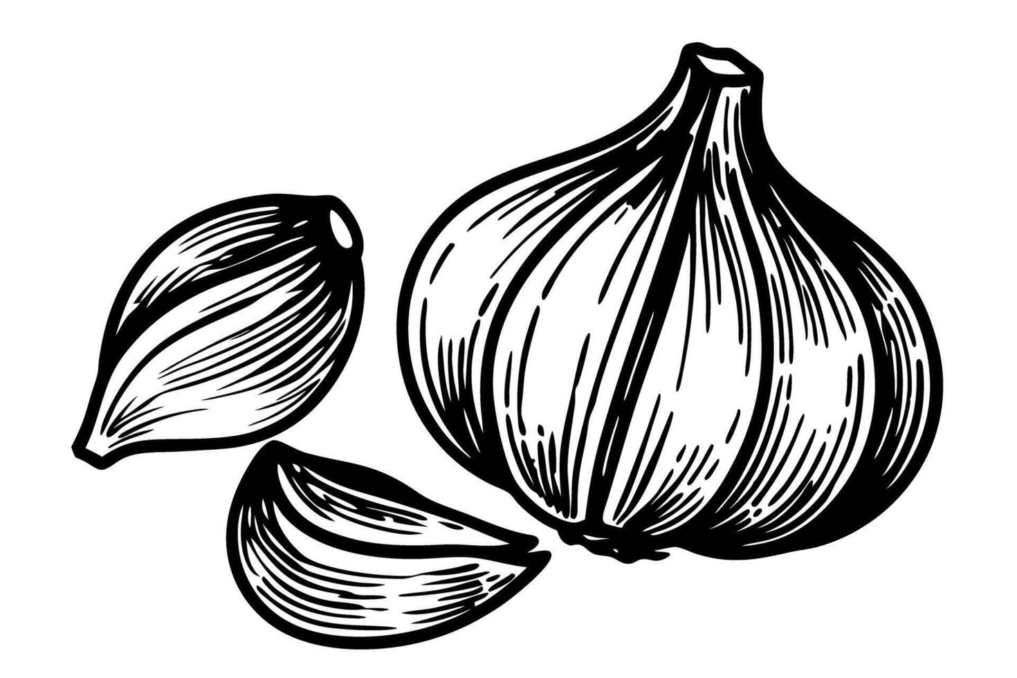 Garlic bulb and cloves illustration hand drawn vegetable sketch in black and white, isolated food design vector