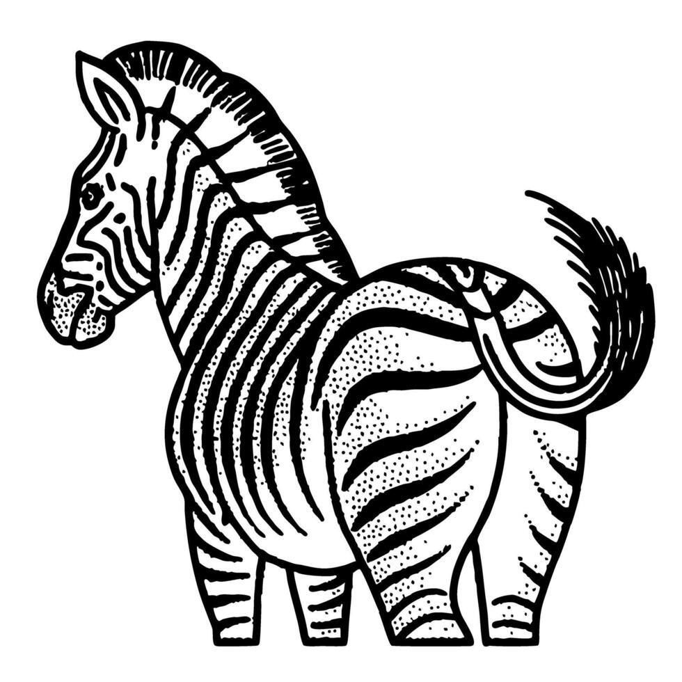 Zebra illustration in black and white hand drawn animal sketch with stripes, wild african mammal isolated on white vector