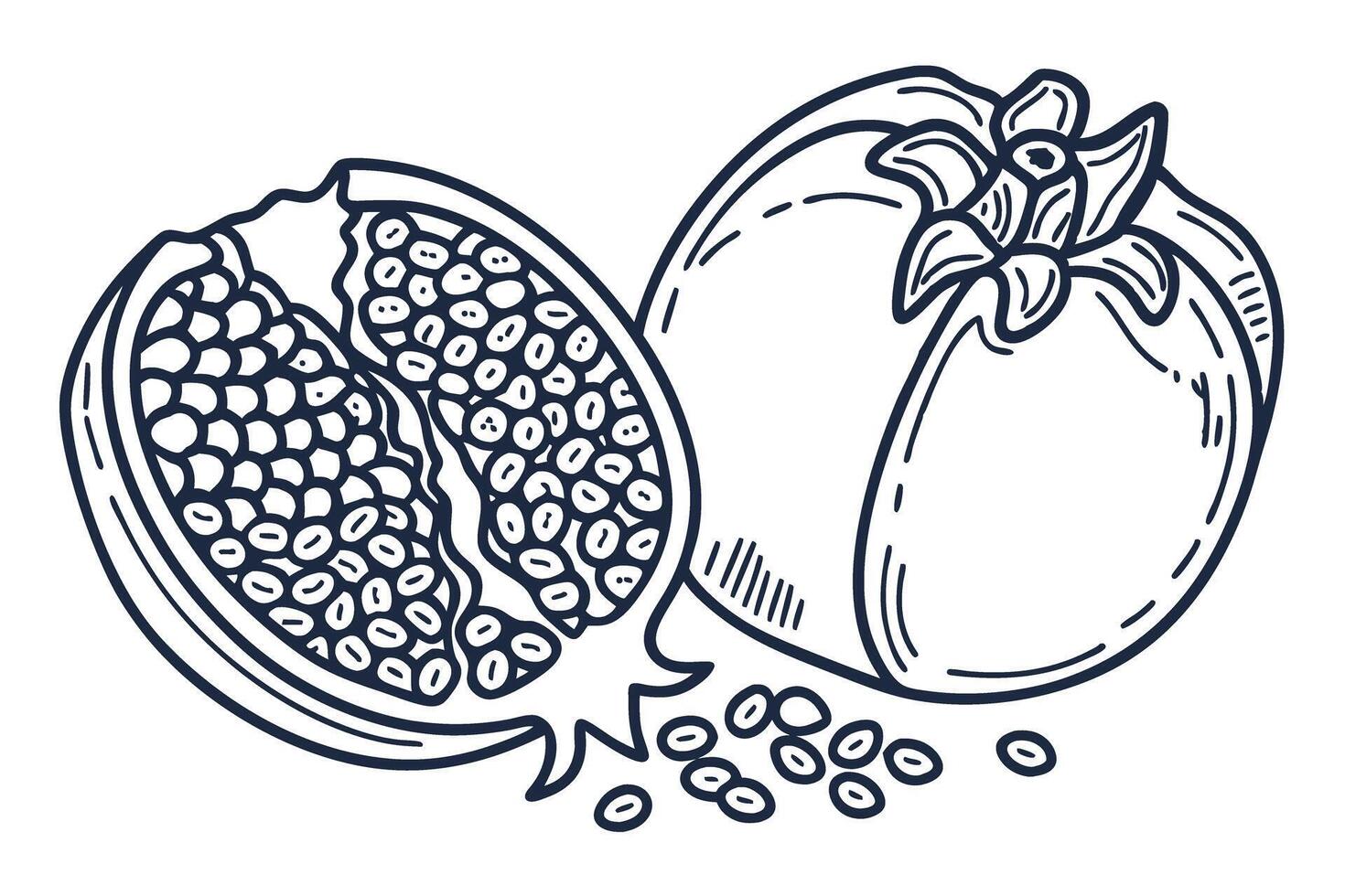 Hand drawn pomegranate fruit and seeds whole and half juicy tropical fruit sketch, botanical illustration vector