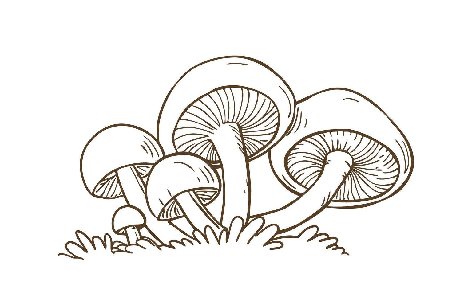 Cluster of wild mushrooms illustration, botanical line drawing, fungi group, nature design, organic woodland concept vector