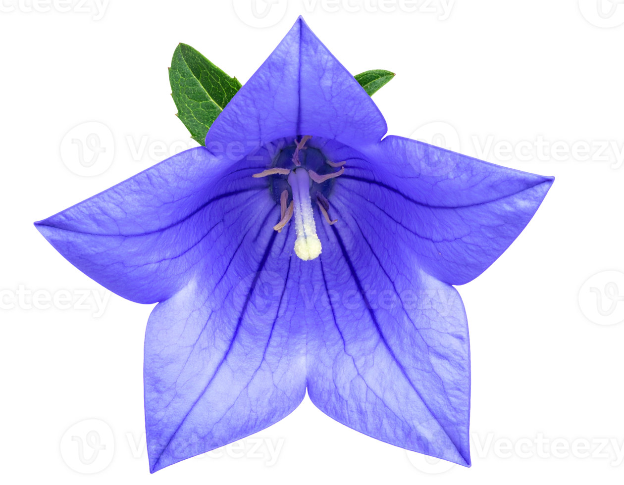 blue balloon flower with star-shaped petals and realistic texture on isolated background for botanical illustration and floral design png