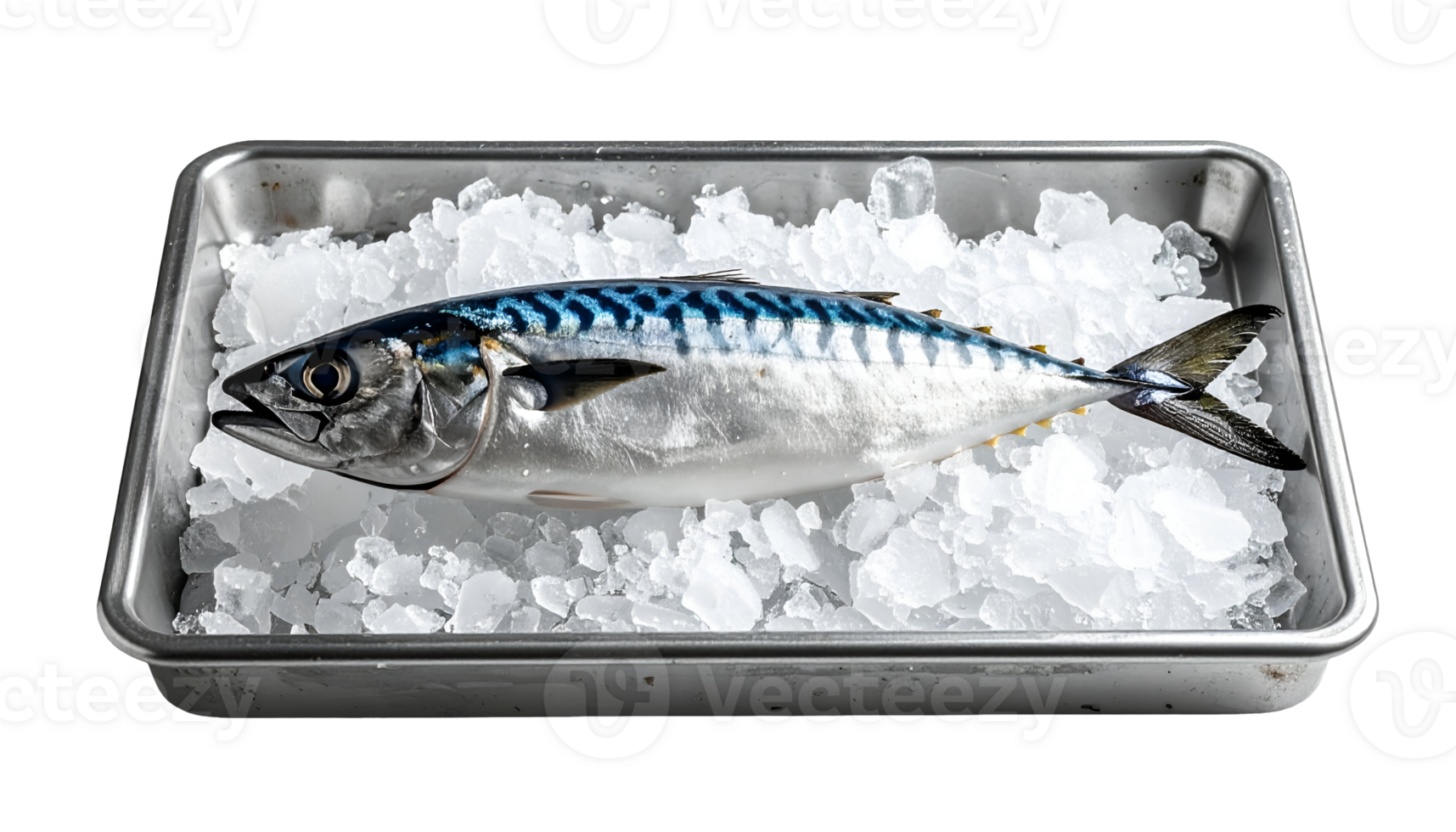 fresh raw mackerel fish on crushed ice in stainless steel container, seafood preservation and display for culinary or market use, on isolated background png