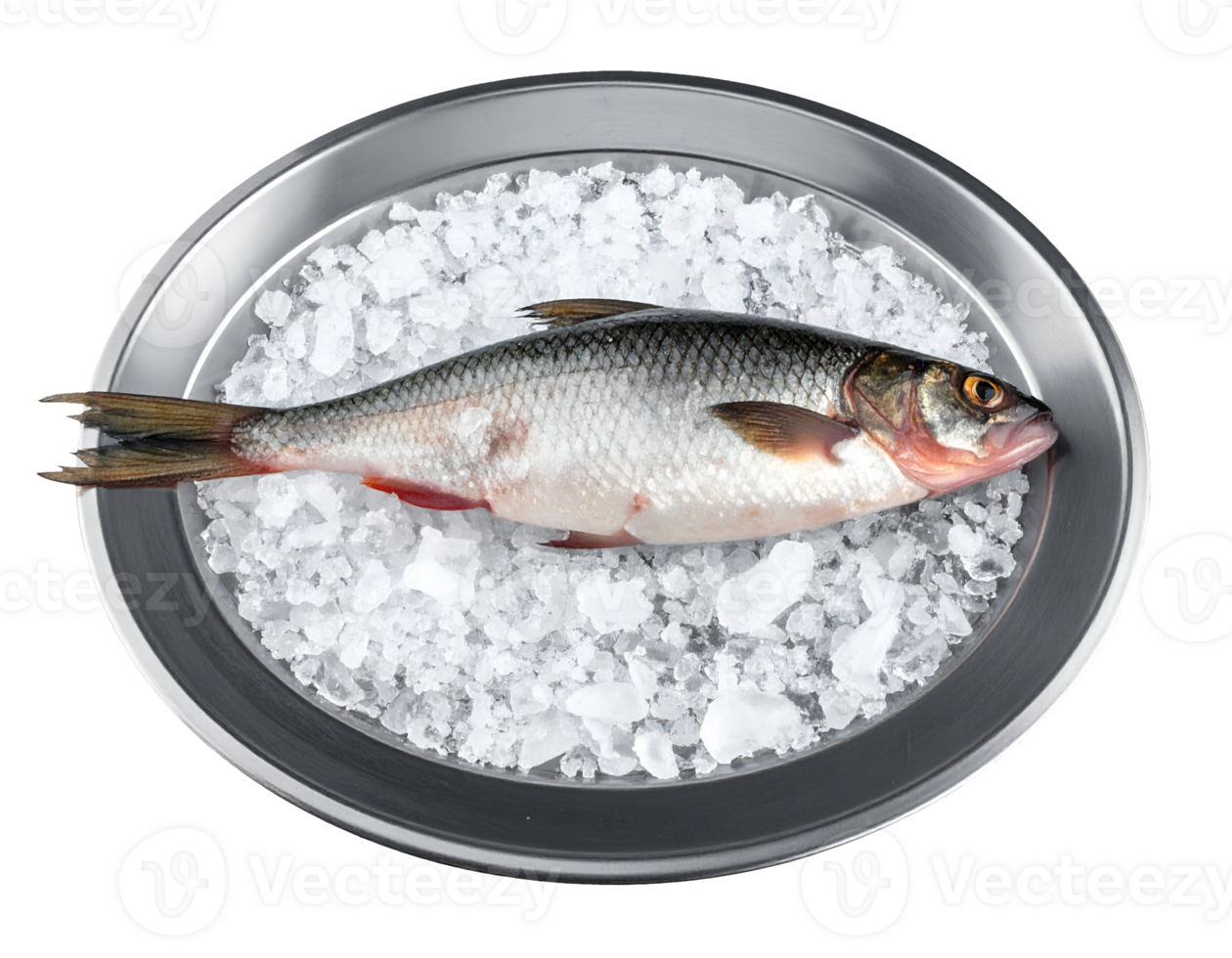 whole freshwater fish on crushed ice in round stainless steel tray, concept of food preservation and aquatic ingredient, on isolated background png