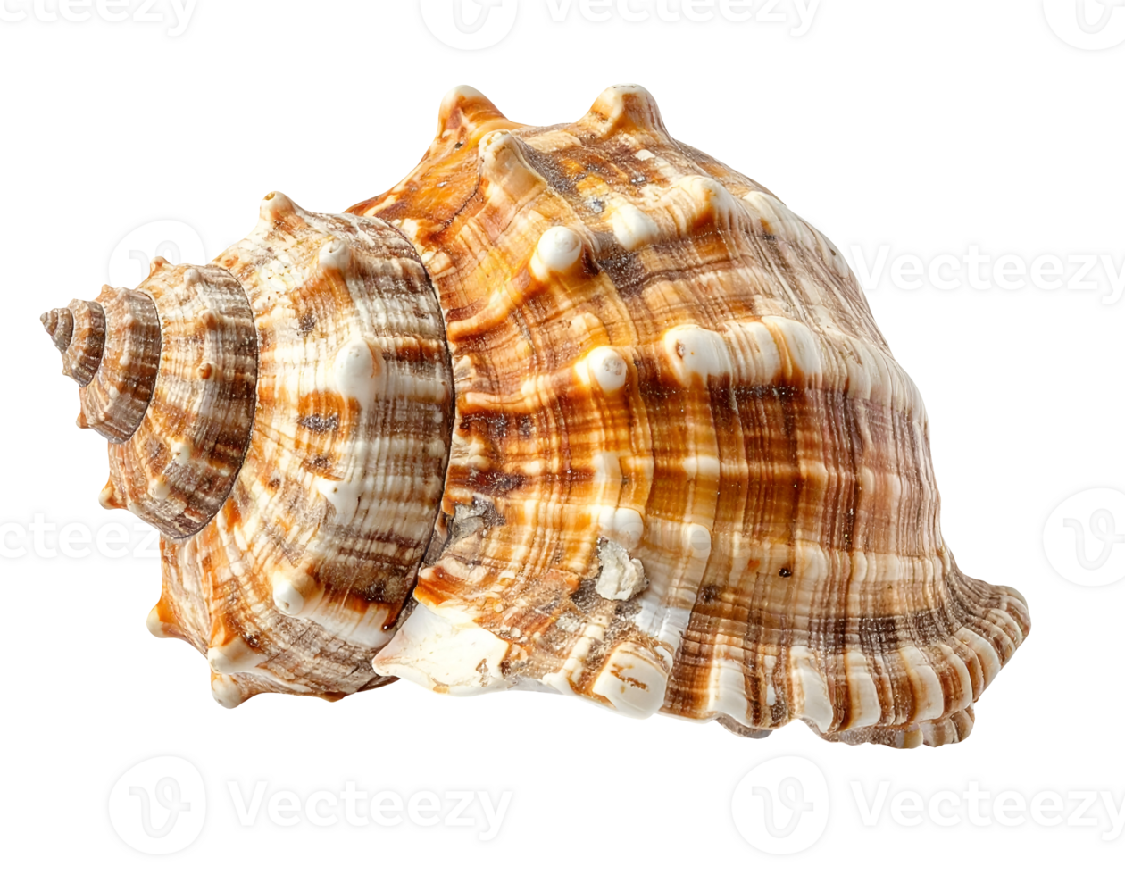 highly realistic broken seashell with natural brown pattern on isolated background png