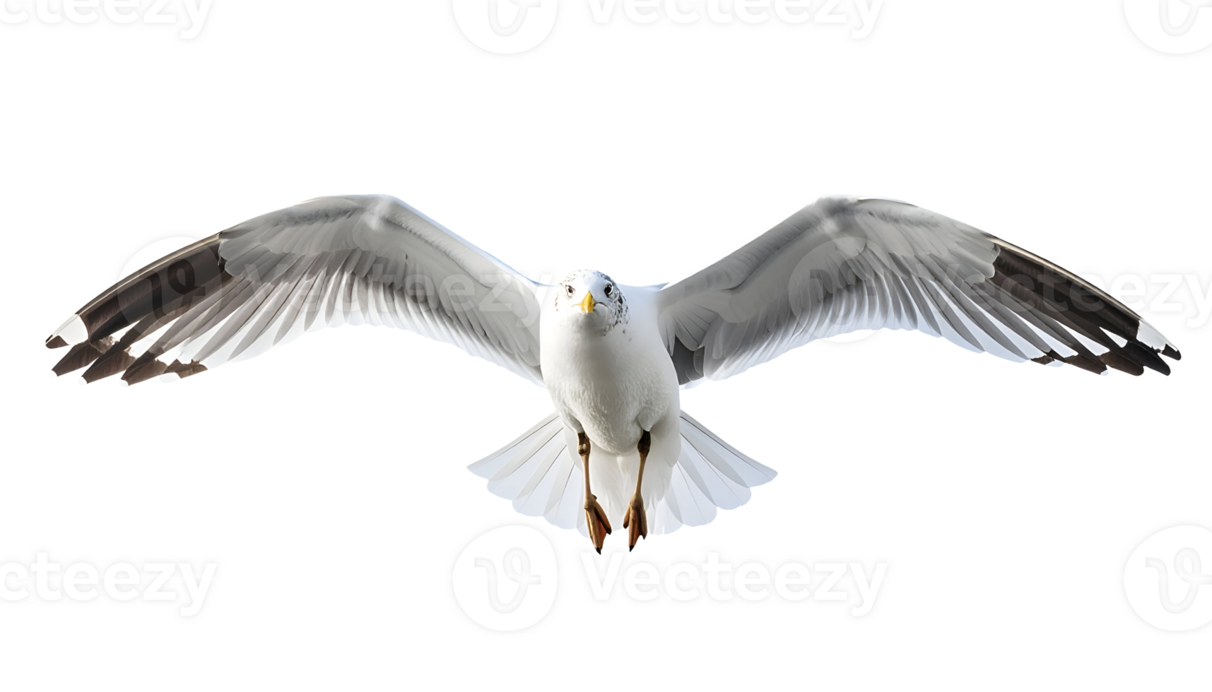 realistic seagull in mid-flight with wide open wings, looking forward, symbol of freedom and ocean life, on isolated background png
