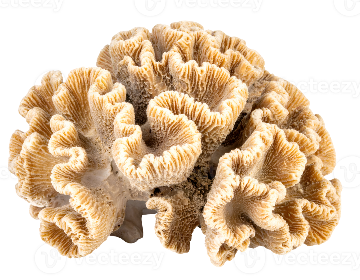 realistic hard coral colony with natural texture and intricate shape, marine biology specimen on isolated background png