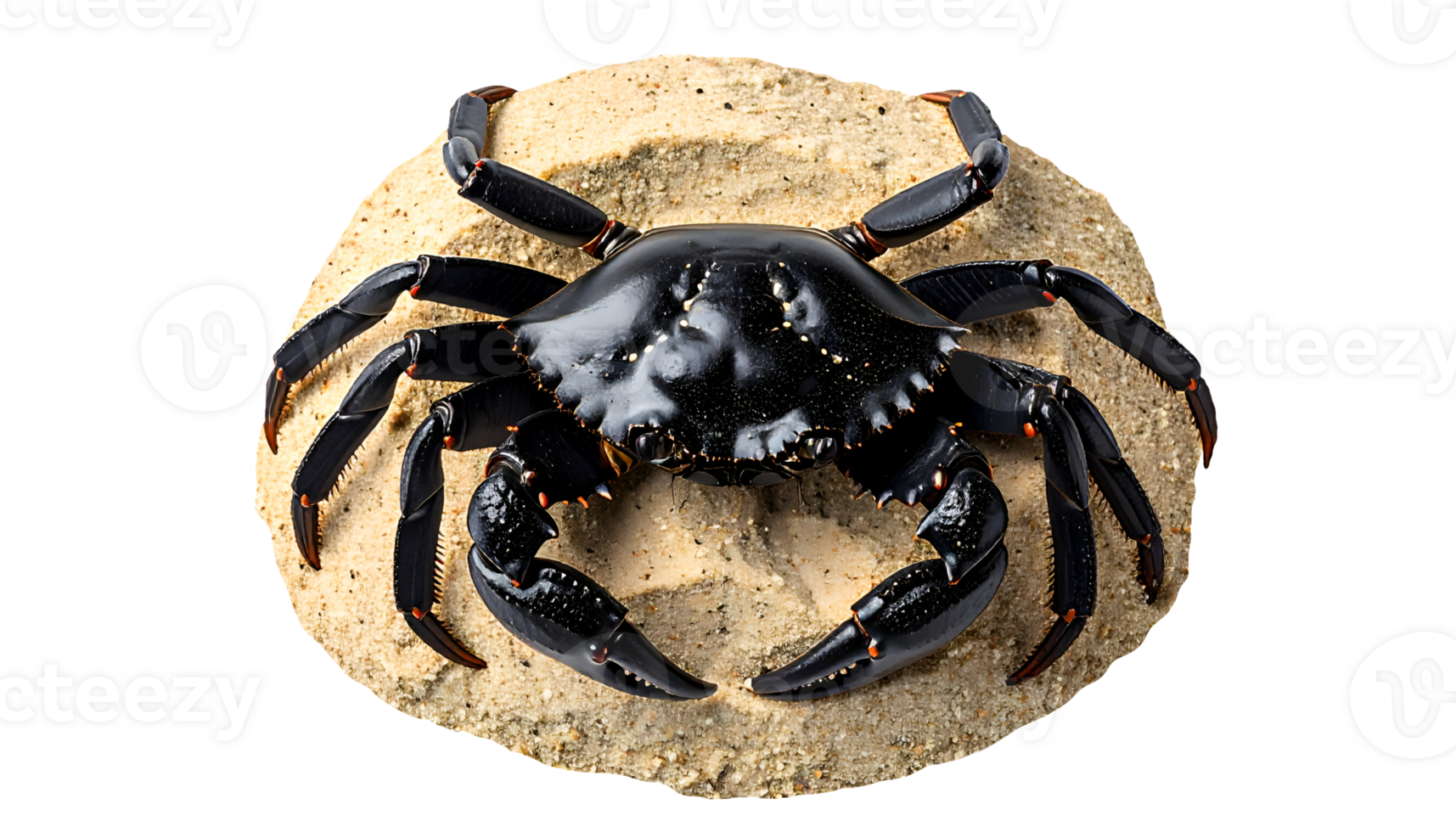 realistic black crab with shiny shell and claws resting on pile of sand, beach wildlife or seafood concept, on isolated background png