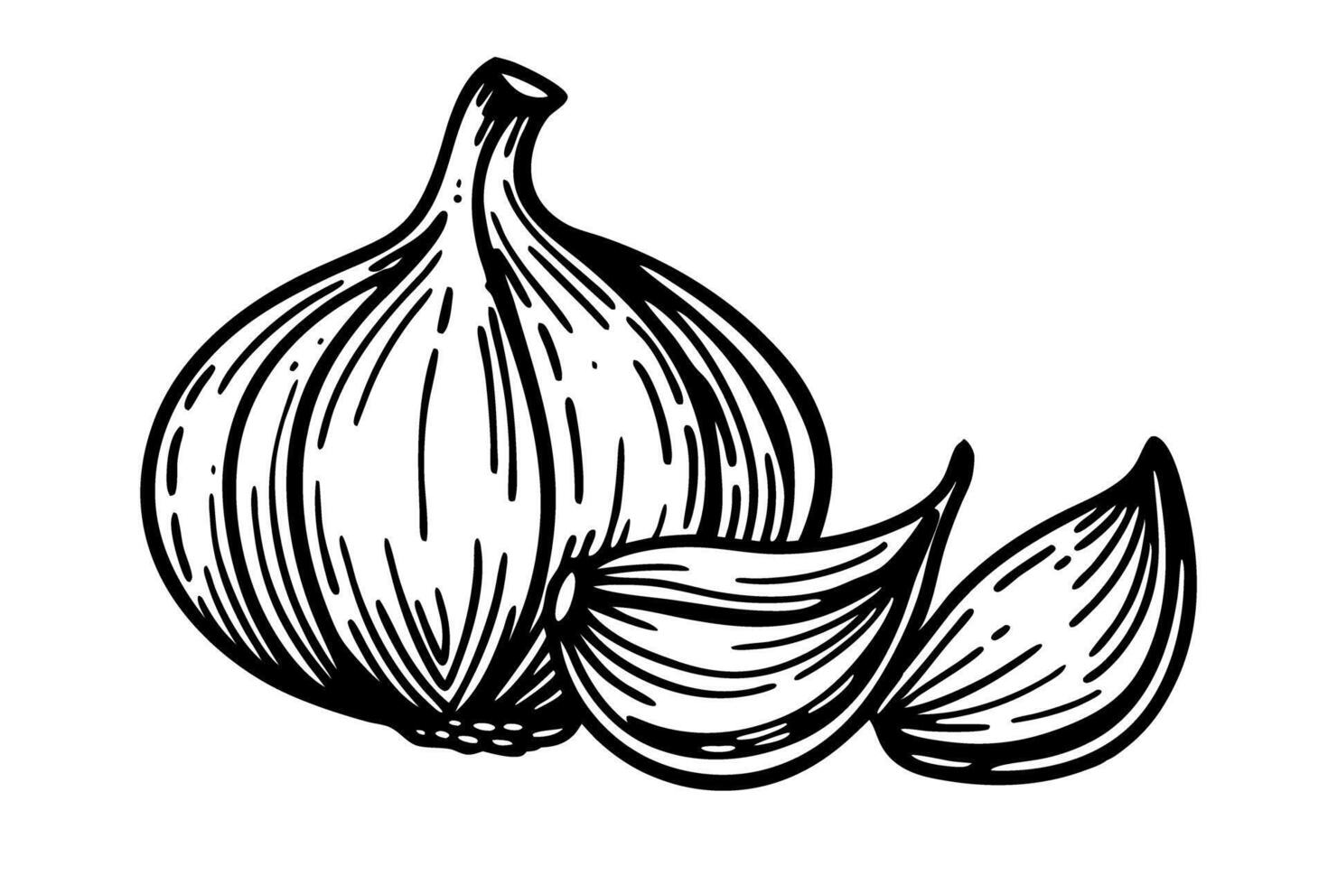 Whole garlic bulb and two cloves, black and white line illustration hand drawn outline of fresh vegetable vector