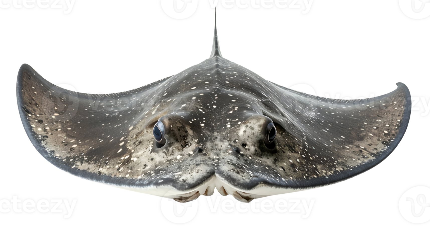 highly realistic full-body front view of a spotted stingray with curved fins on isolated background png