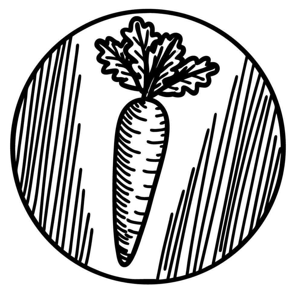 Carrot illustration with leafy top in circular frame hand drawn root vegetable icon, organic food, vegetarian diet, sketch vector