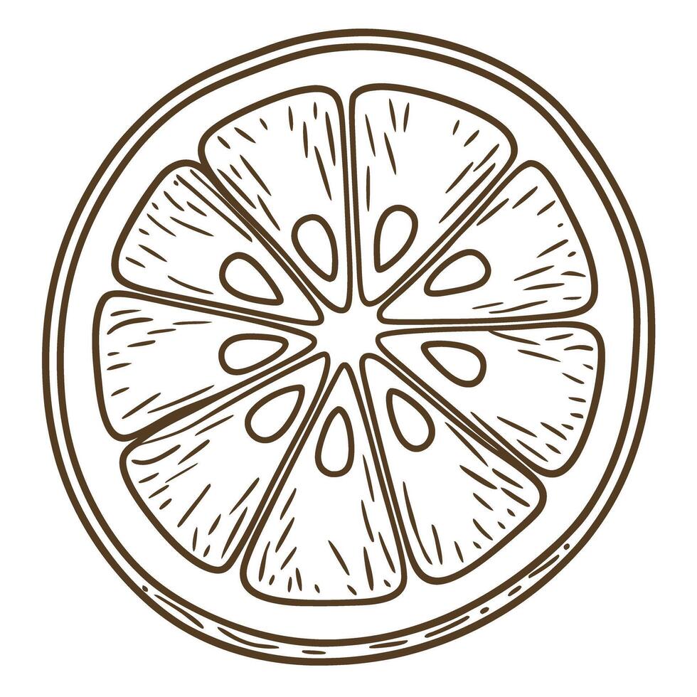 Citrus fruit slice, hand drawn illustration detailed circular segment pattern, organic food symbolism vector