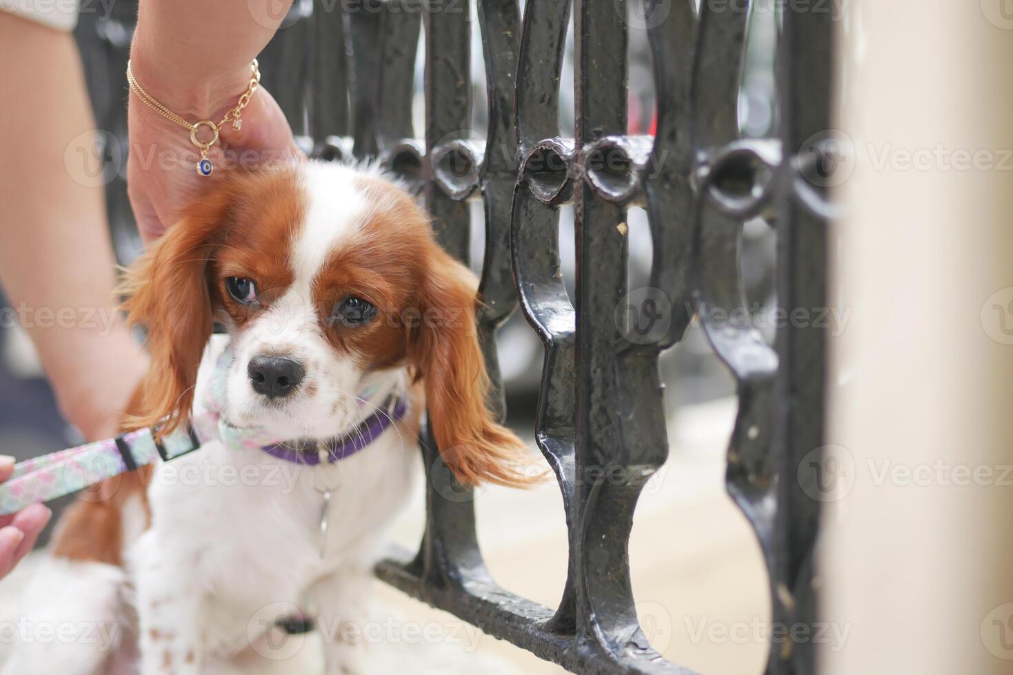 Cavalier King Charles Spaniel interacts at a park gate photo