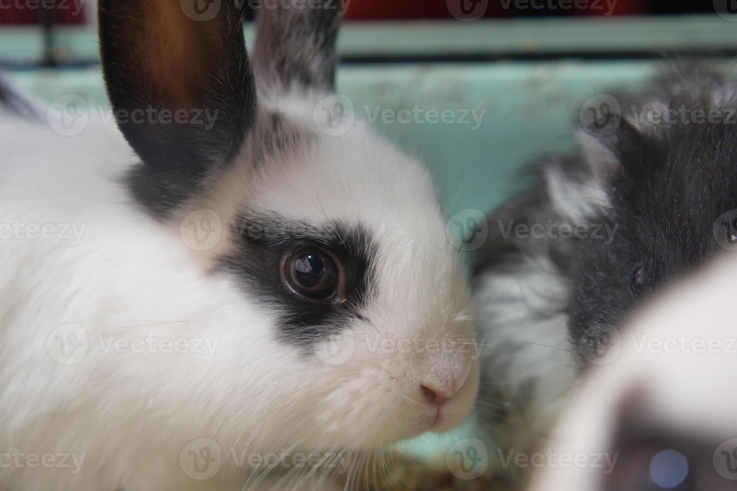 Rabbits interacting in a cozy setting at a pet shop photo