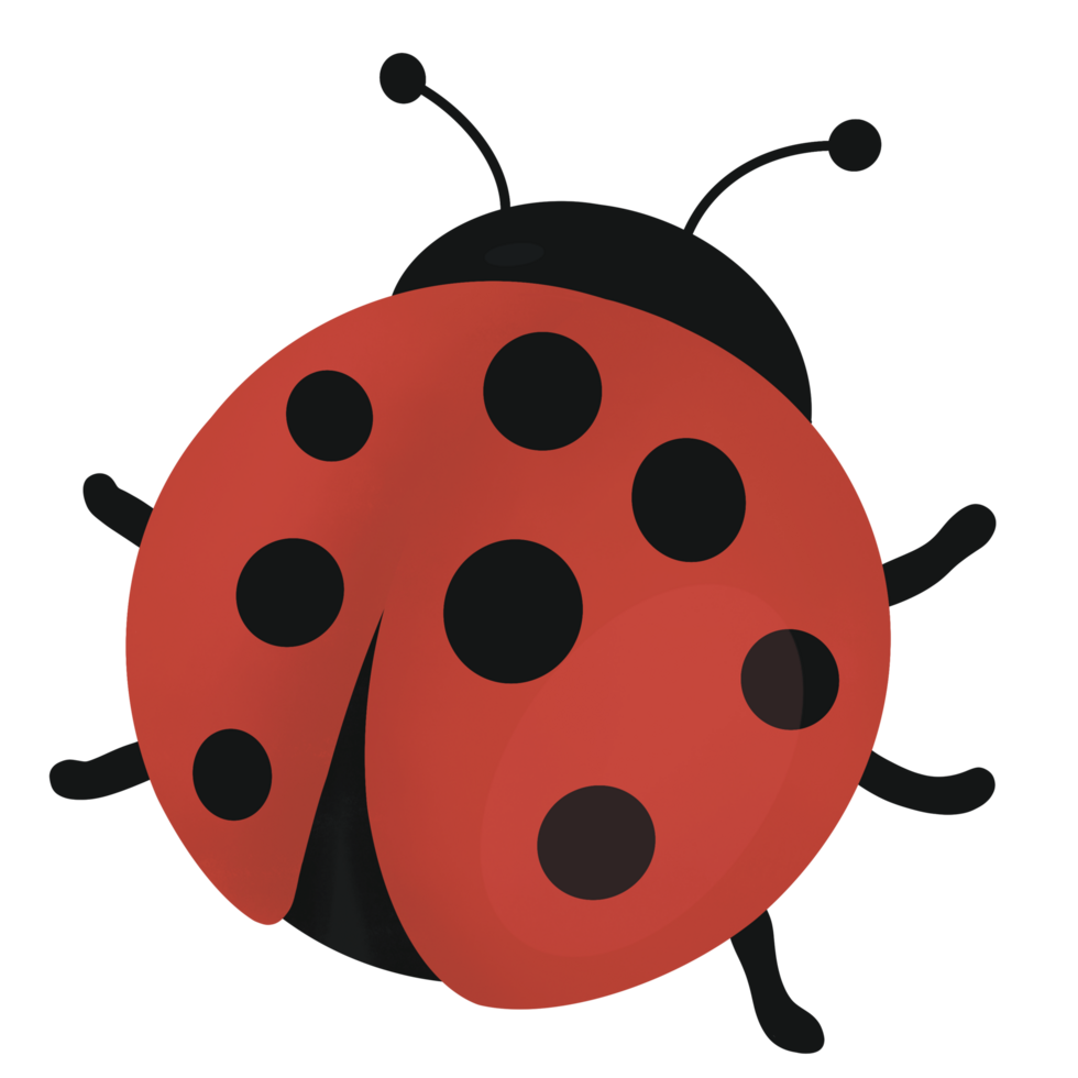 Ladybug Nature Insect png