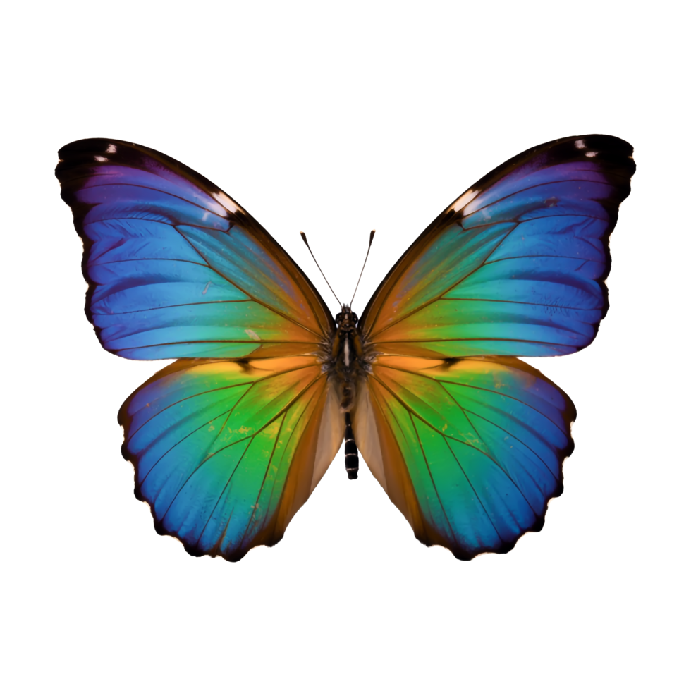 Isolated Morpho Butterfly Spread Wings with Colorful Gradient on Transparent Background png