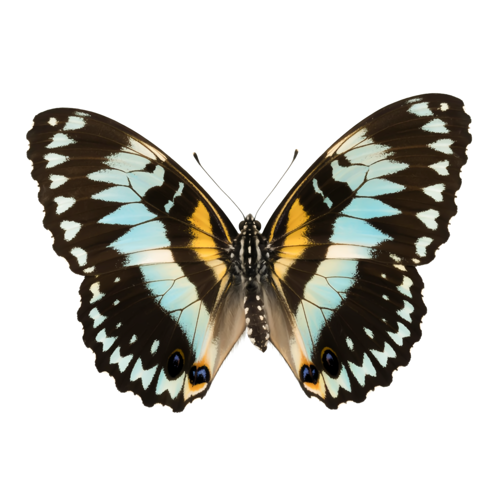 Detailed Butterfly with Blue and Yellow Wings on a Transparent Background Macro png