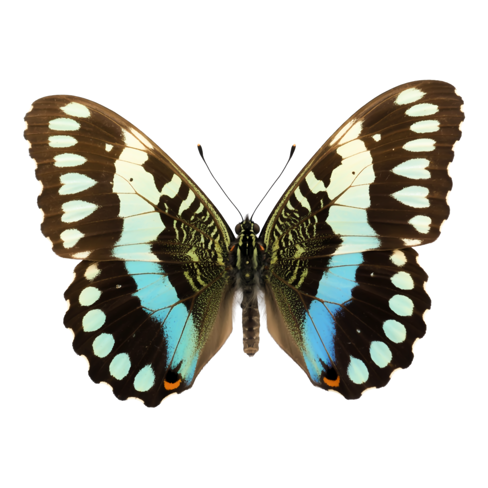 Detailed Graphium Sarpedon Butterfly with Blue Highlights on Transparent Background png