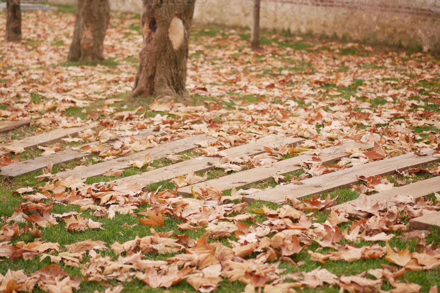 Colorful autumn leaves cover wooden planks in a park photo