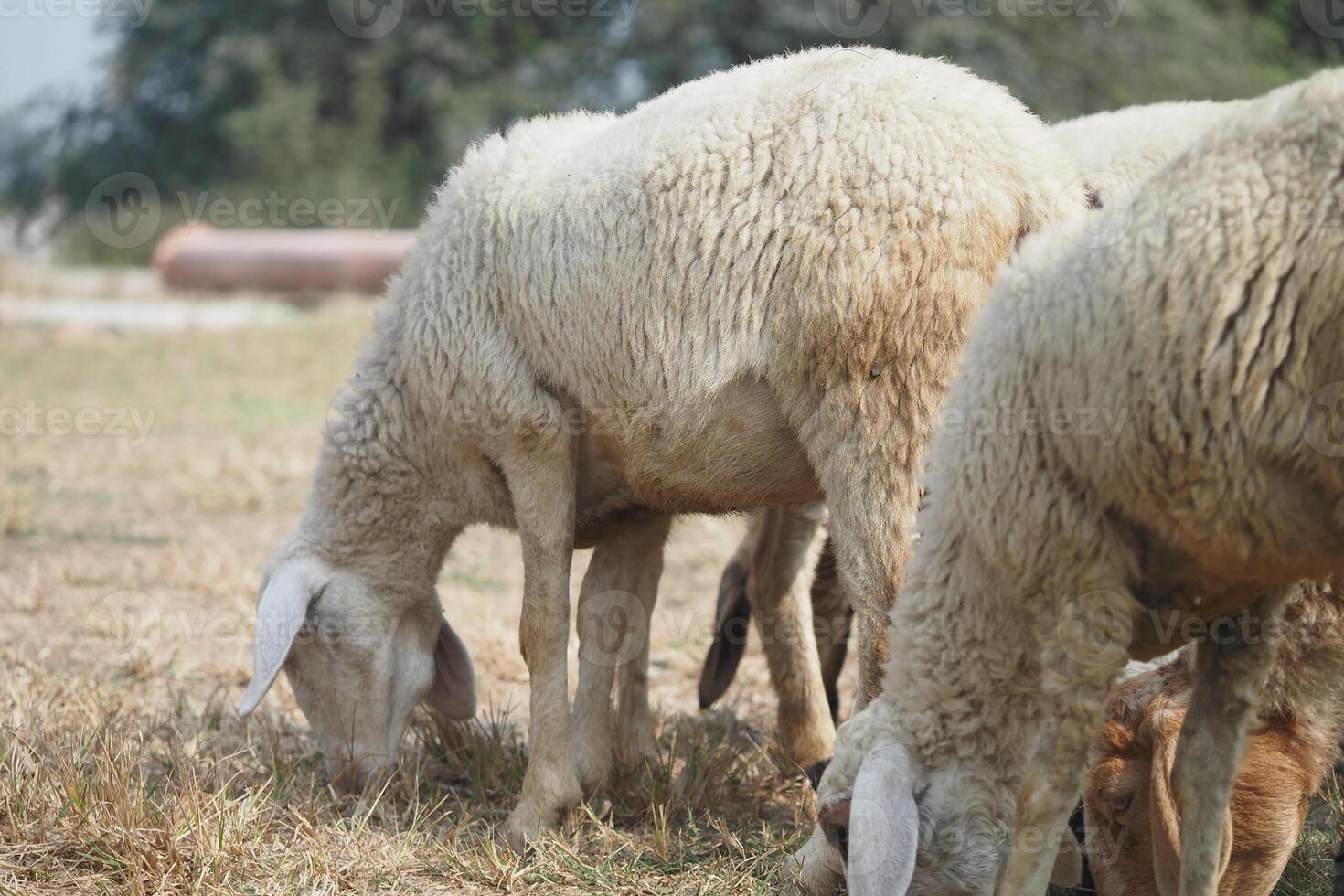 Sheep grazing in a sunny pasture during the afternoon photo