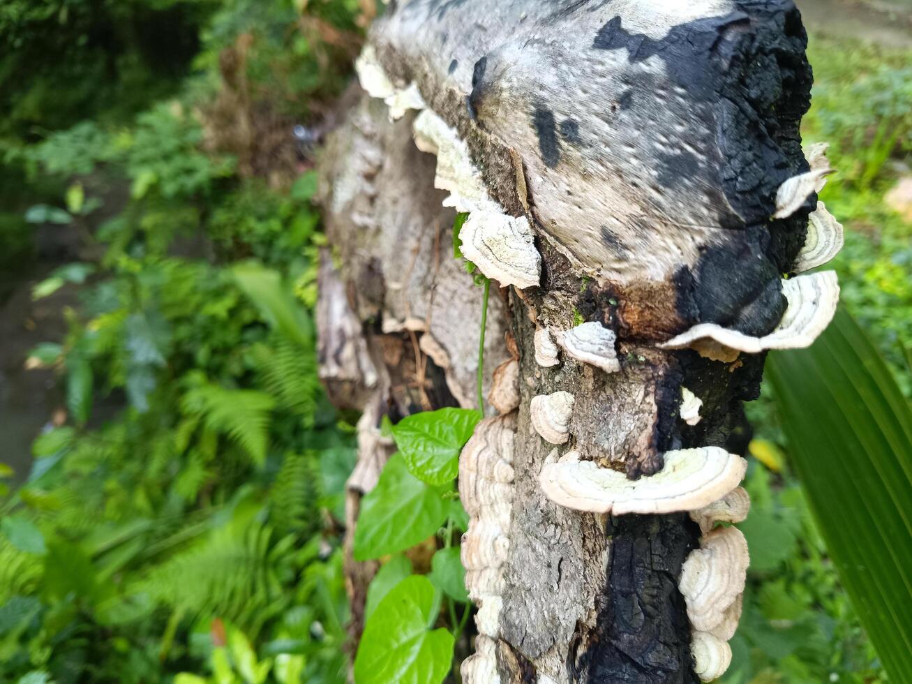 Trametes pubescens or turkey tail mushroom grows on dead tree trunks. photo