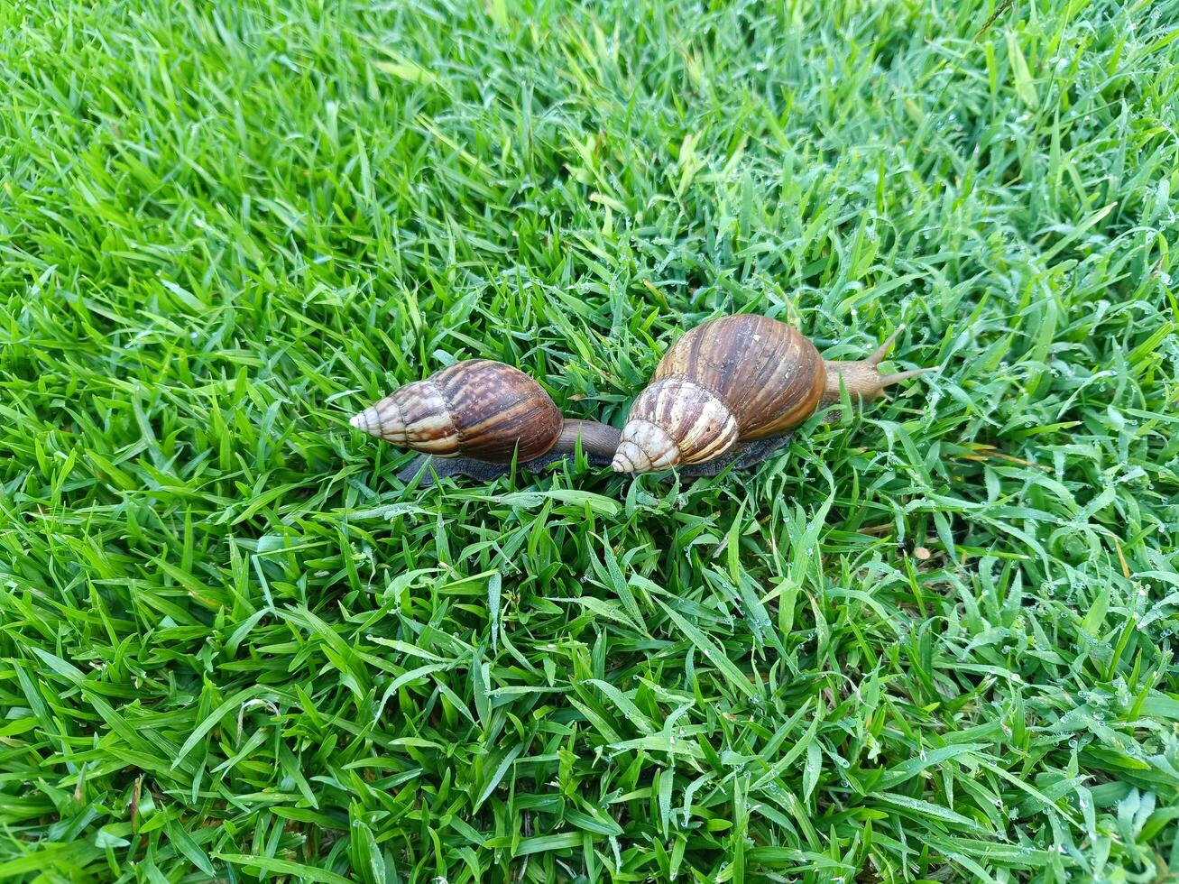 Two snails or Achatina Fulica are walking slowly on the moist green grass in the morning. photo