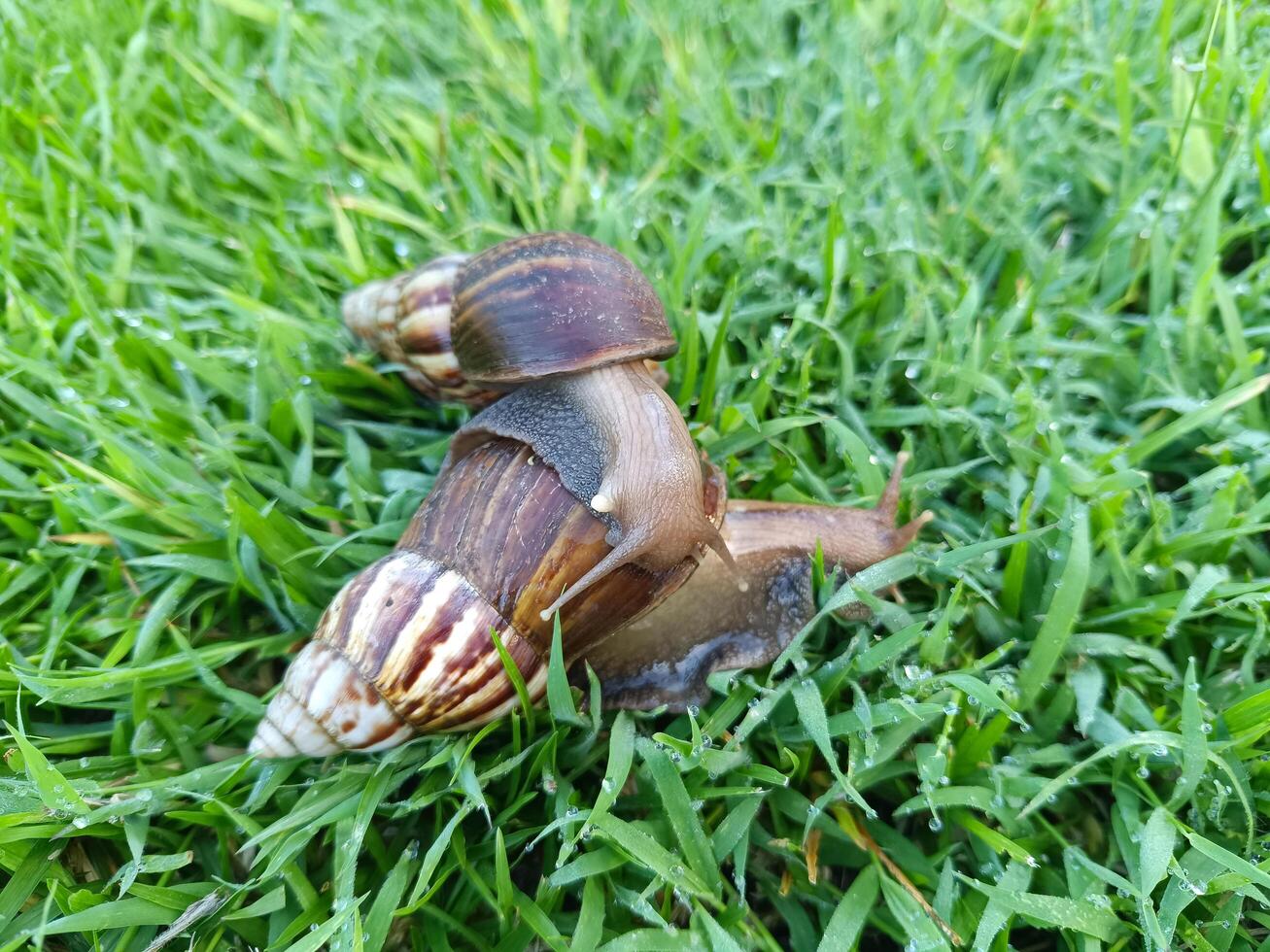 Two snails or Achatina Fulica are mating on dewy green grass in the morning. photo