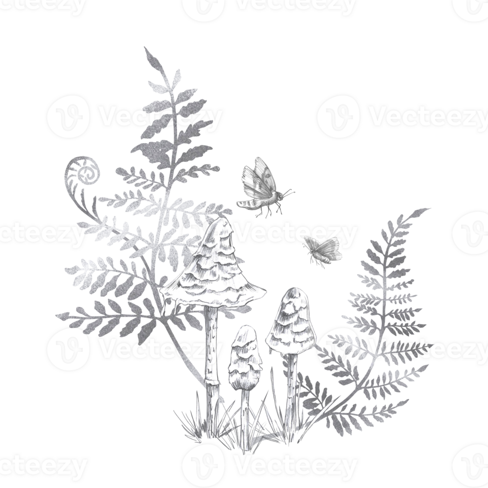 Composition of three mushrooms, fern branches and moths. Isolated pencil illustration on the theme of a magical forest for the design of postcards, coloring books, printing on posters, textiles. png