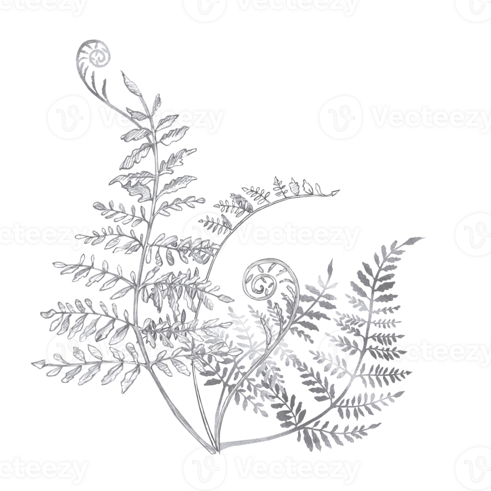 Bouquet of fern leaves and shoots. Isolated pencil illustration on the theme of a magical forest for the design of postcards, coloring books, printing on posters, textiles png