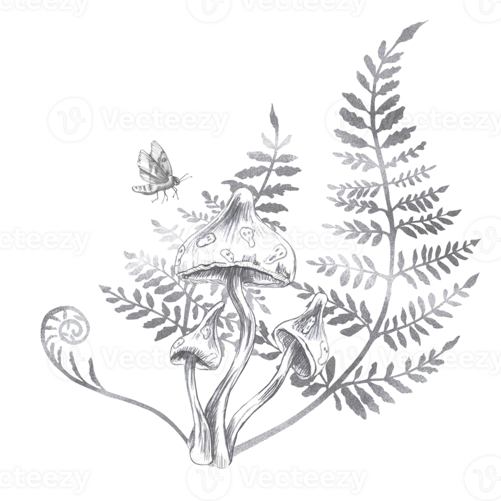 Composition of inedible mushrooms, fern branches and a moth. Isolated pencil illustration on the theme of a magical forest for the design of postcards, coloring books, printing on posters, textiles. png
