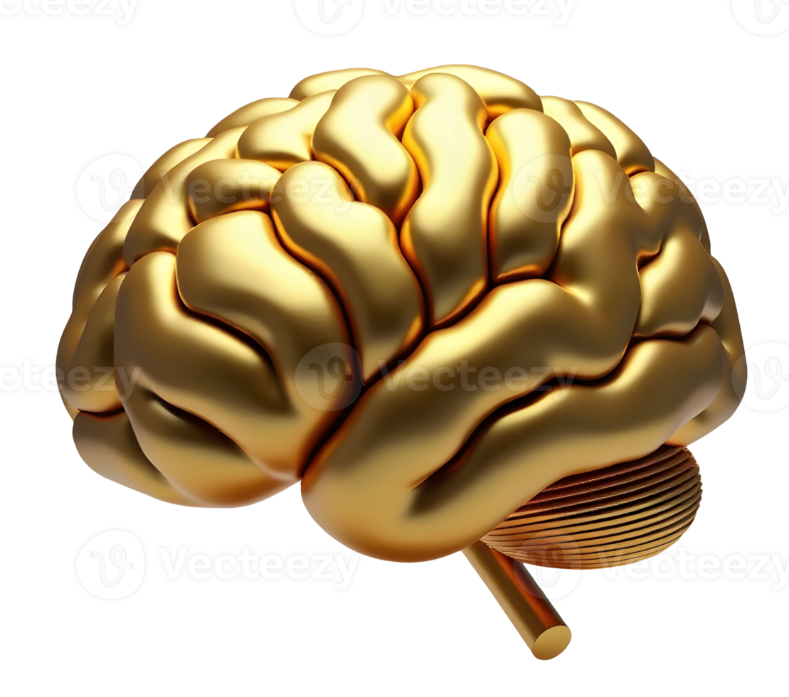 Golden shiny brain model with smooth surface and detailed structure isolated on black png