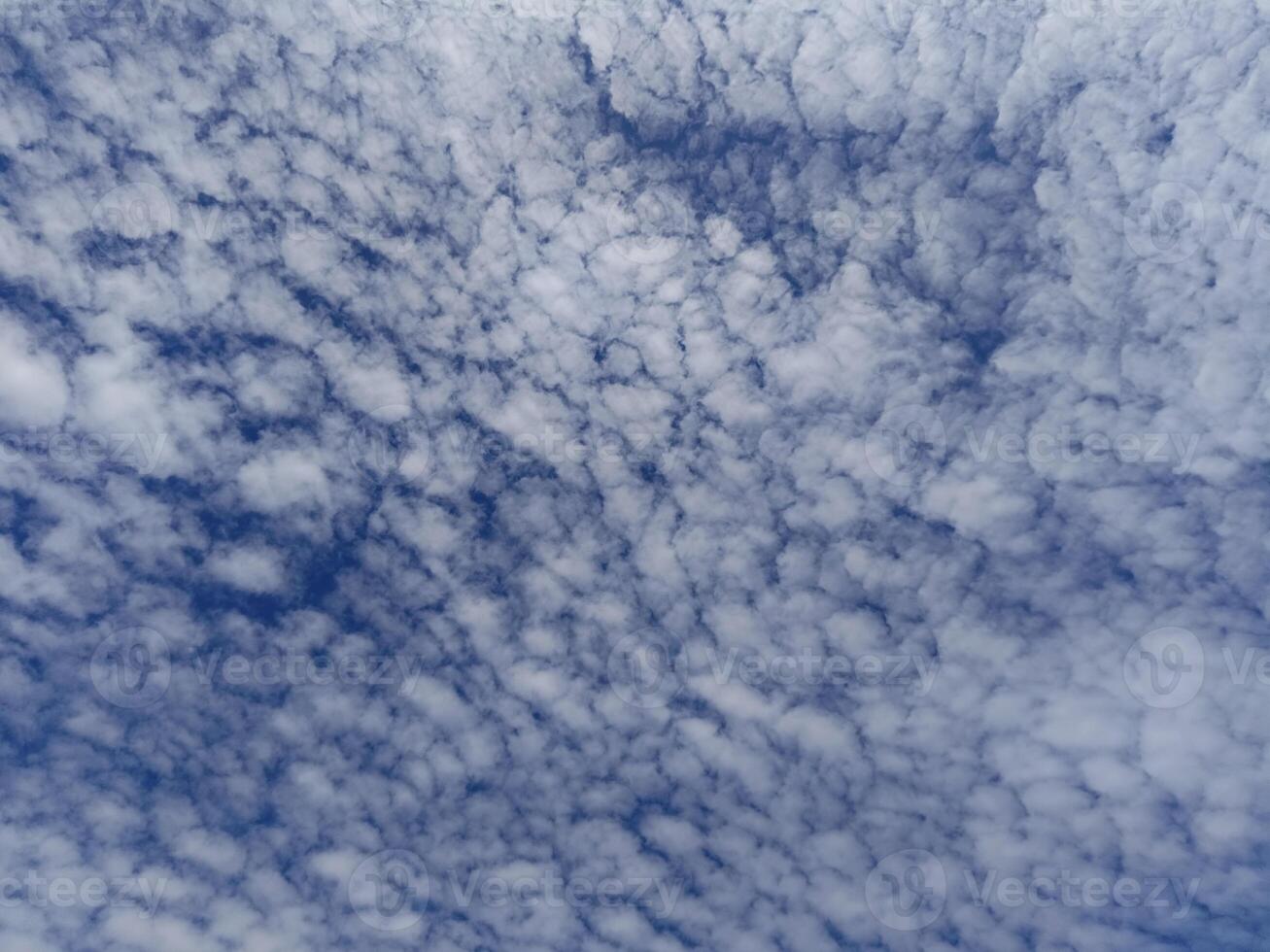 Altocumulus stratiformis clouds are a type of mid-level cloud that is often seen, shaped like small cotton balls scattered across the sky. photo