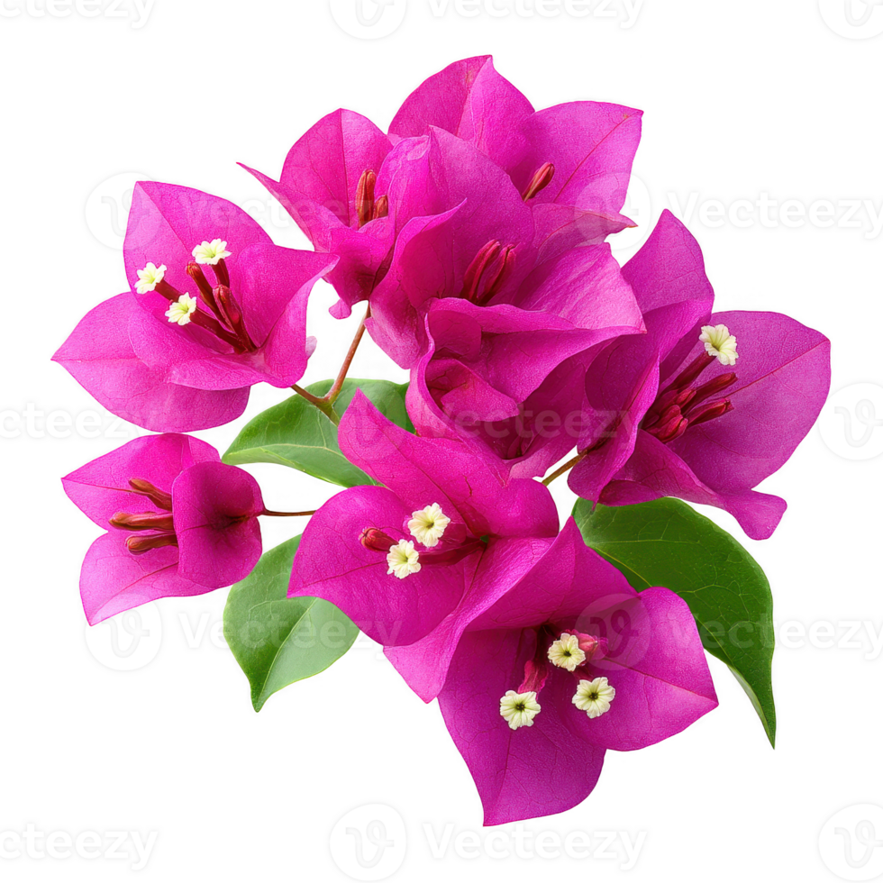 Bright pink bougainvillea flowers with green leaves create vibrant and cheerful natural arrangement full of lively color and delicate texture png