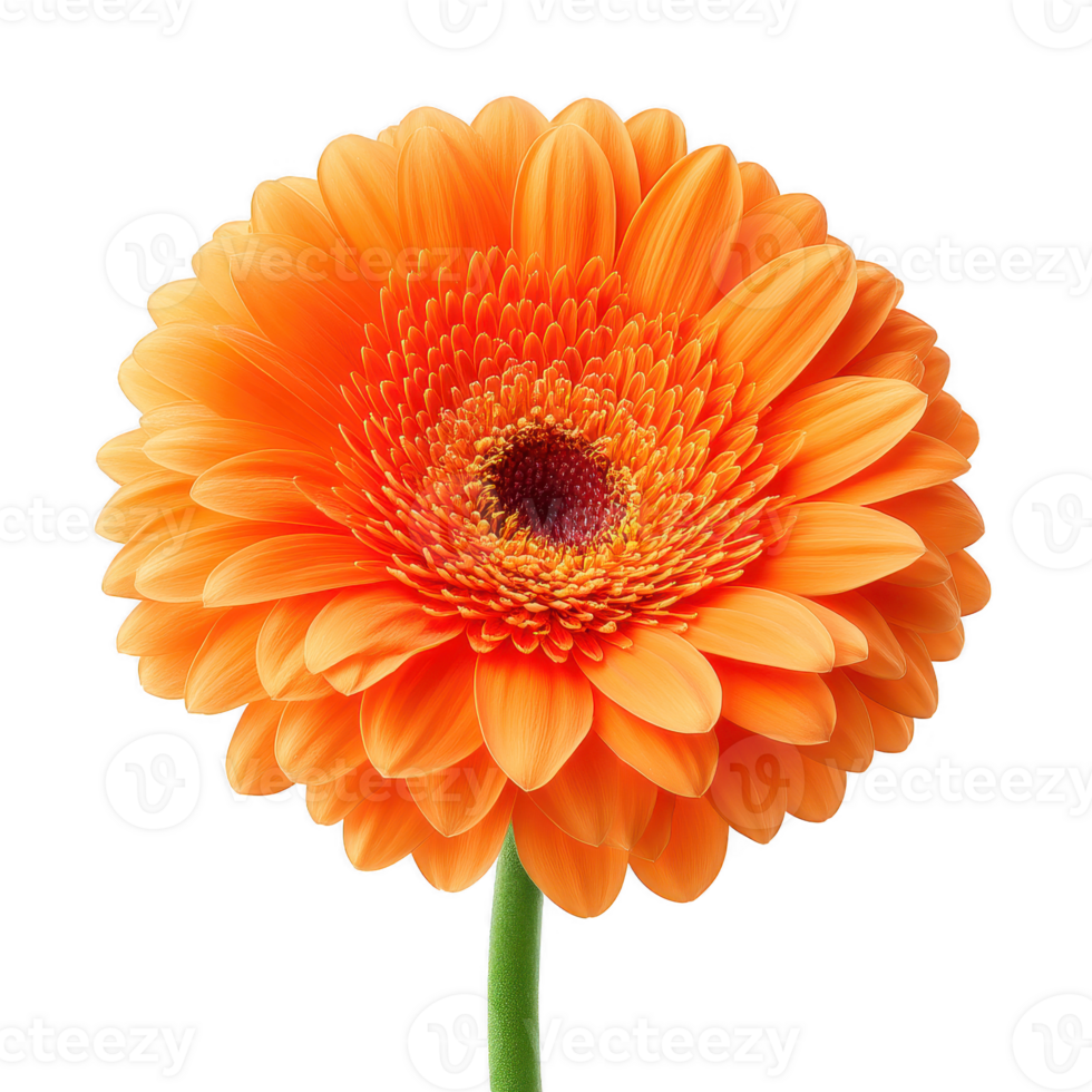 Bright orange gerbera daisy flower with detailed petals and green stem isolated transparency background, showcasing natural beauty and vibrant png