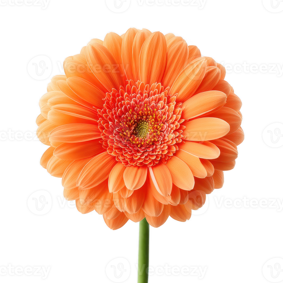 Orange gerbera daisy flower with vibrant petals and green stem isolated on transparency background, showcasing natural beauty and freshness png