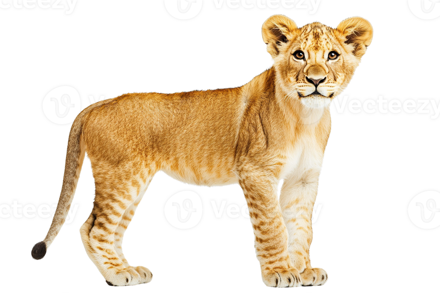 Young Lion Cub Standing Against Transparent Background png