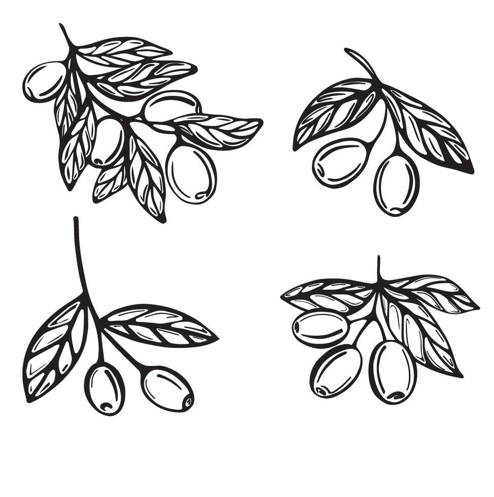 Hand-drawn branches with olives vector
