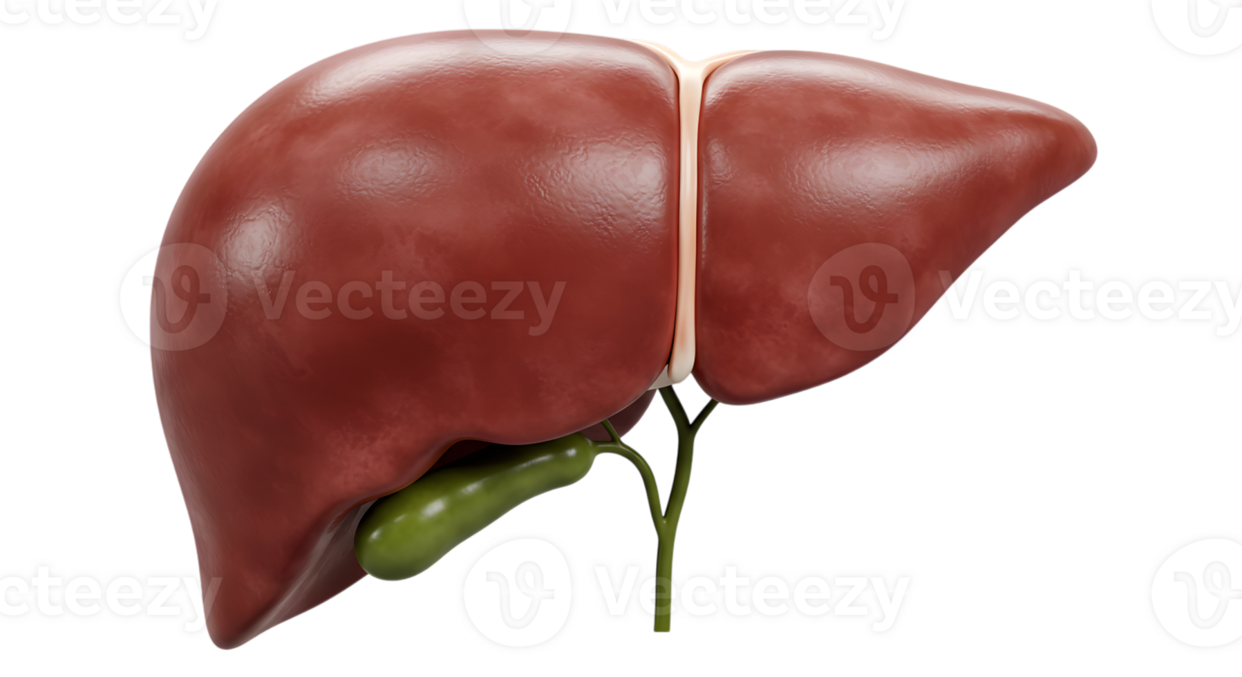 Anatomical Representation of Human Liver and Gallbladder on Transparent Backdrop png