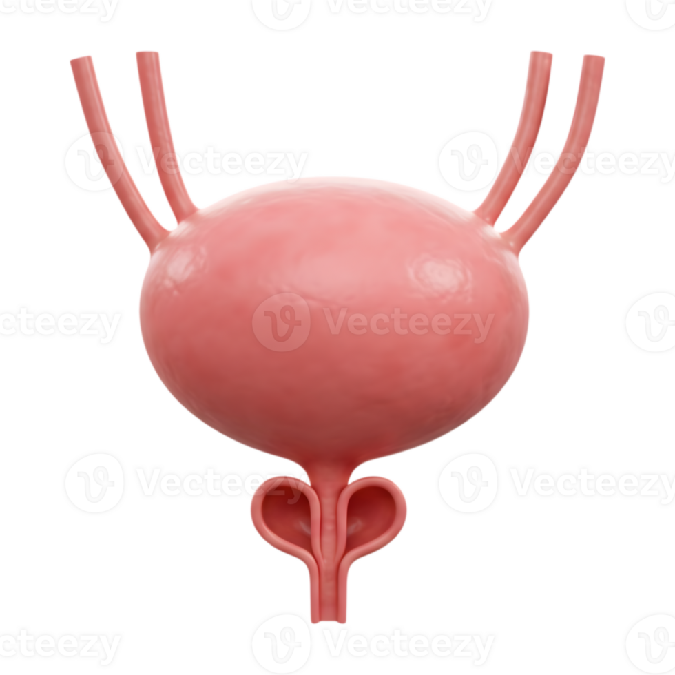 Detailed 3D rendering of the human urinary bladder on transparent background png
