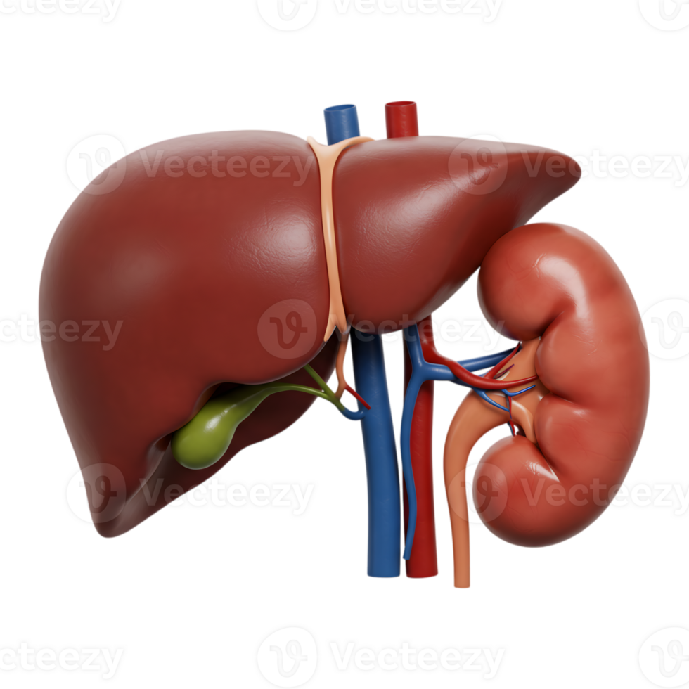 Human Liver and Kidney Anatomy on Transparent Background for Medical Illustration png
