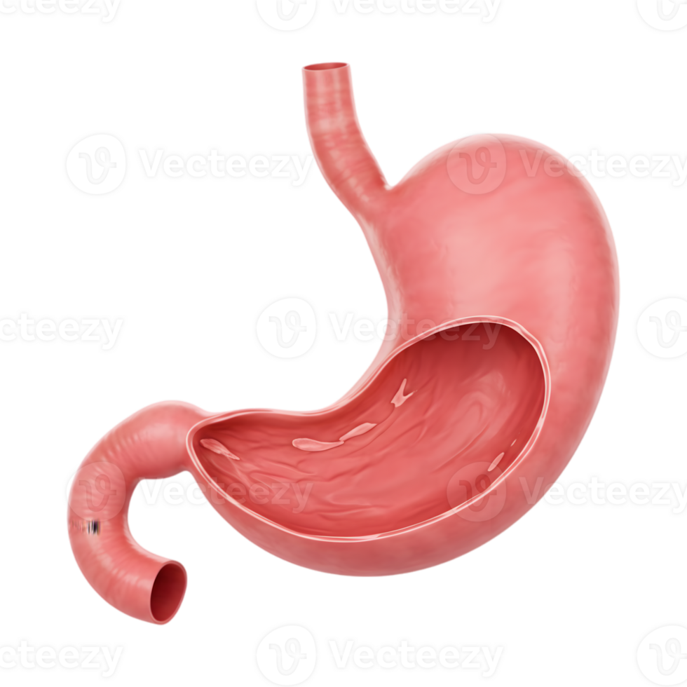 Detailed Anatomical Illustration of a Human Stomach, Demonstrating Organ Structure and Digestive Process on Transparent Background png