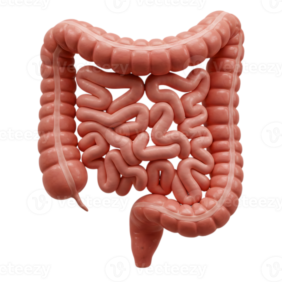 Detailed 3D Render of Human Intestines on Transparent Background for Medical Visualization png